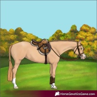 Horse Color:Gold Champagne 