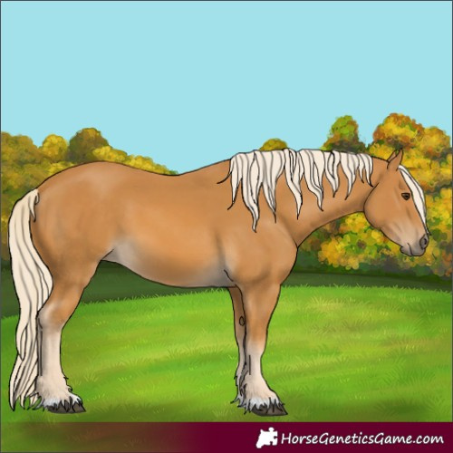 Horse Color:Palomino