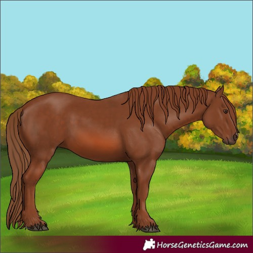 Horse Color:Chestnut 