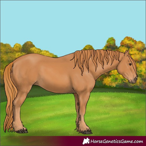 Horse Color:Chestnut 