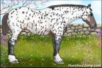 Horse Color:Brown Appaloosa