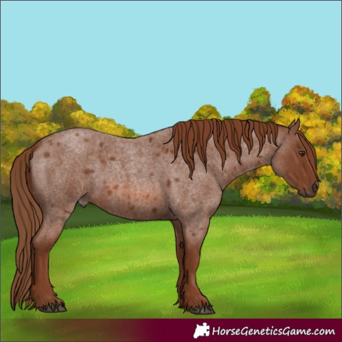 Horse Color:Red Roan 