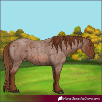 Horse Color:Red Roan 