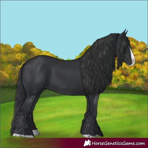 Horse Color:Black Splash 