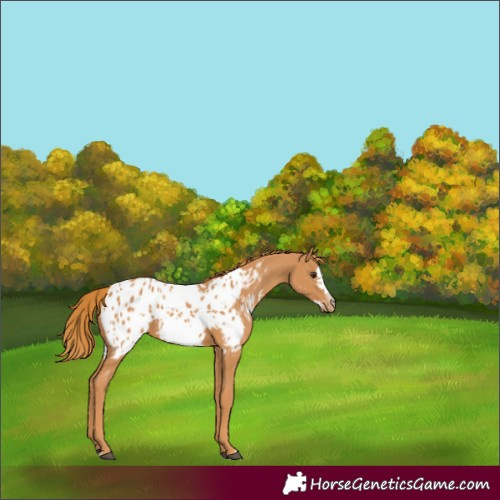 Horse Color:Chestnut Frame Appaloosa