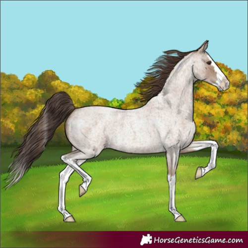 Horse Color:Classic Champagne Roan Splash 