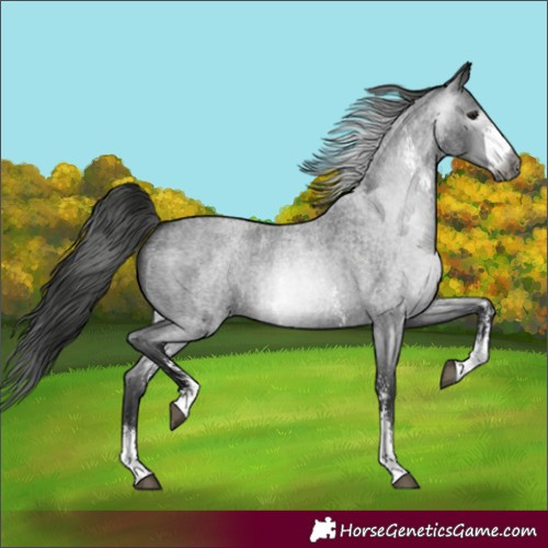 Horse Color:Gray Blue Roan Sabino 