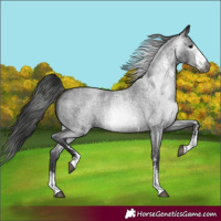Horse Color:Gray Blue Roan Sabino 