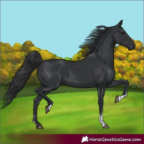 Horse Color:Black Sabino 