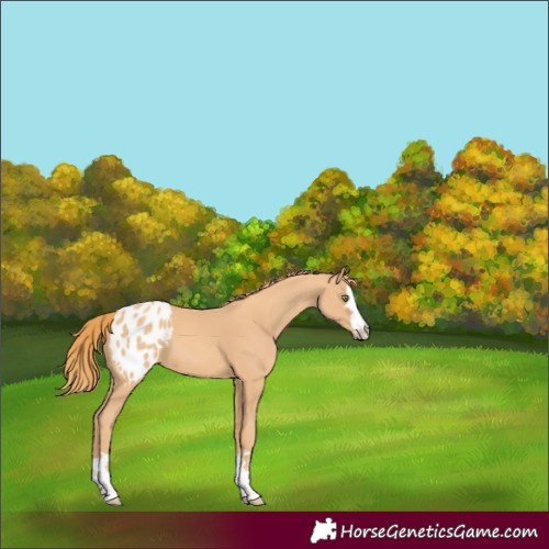 Horse Color:Gold Champagne Appaloosa 