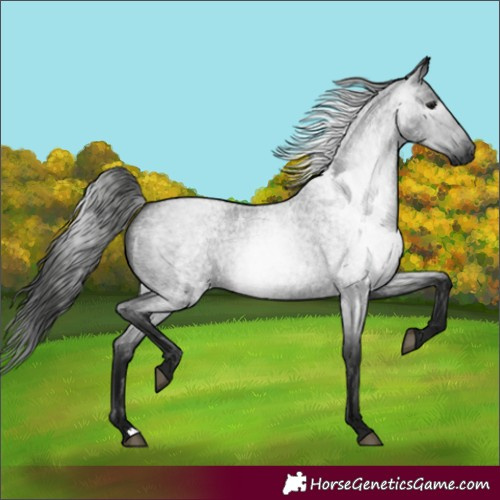 Horse Color:Gray Blue Roan 