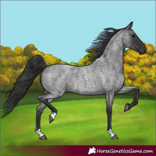 Horse Color:Blue Roan 