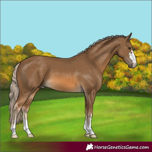 Horse Color:Chocolate Palomino 