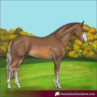 Horse Color:Chocolate Palomino 