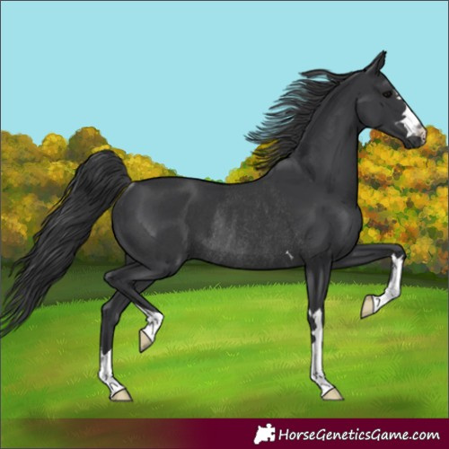 Horse Color:Black Rabicano 