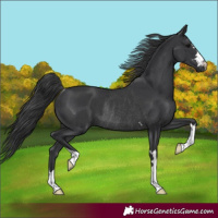 Horse Color:Black Rabicano