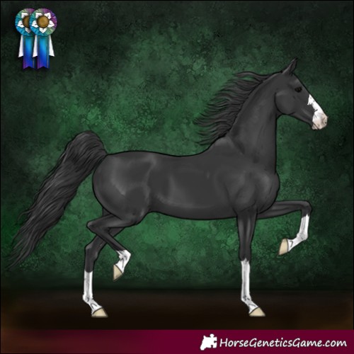 Horse Color:Black 