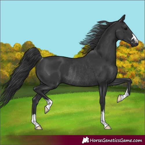 Horse Color:Black Rabicano 