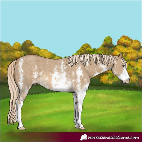 Horse Color:Chocolate Palomino Dun Sabino 