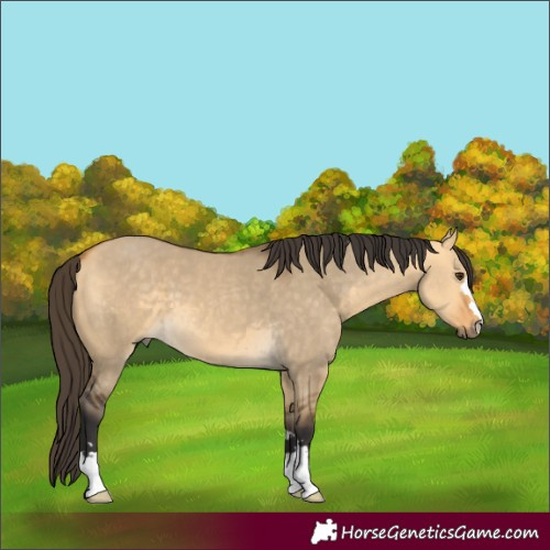Horse Color:Buckskin Dun 