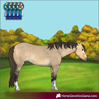 Horse Color:Buckskin Dun