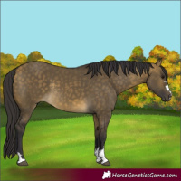 Horse Color:Buckskin Dun