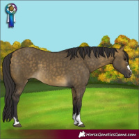 Horse Color:Buckskin Dun 