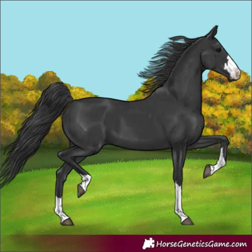 Horse Color:Black 