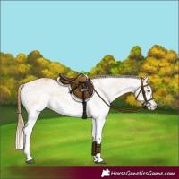 Horse Color:White Spotted Chestnut 