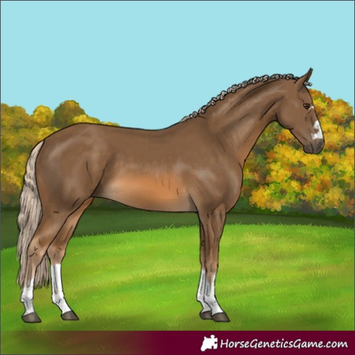 Horse Color:Chocolate Palomino