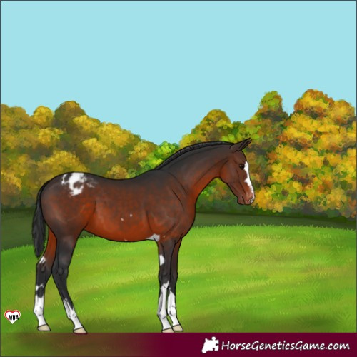 Horse Color:Brown Varnish 