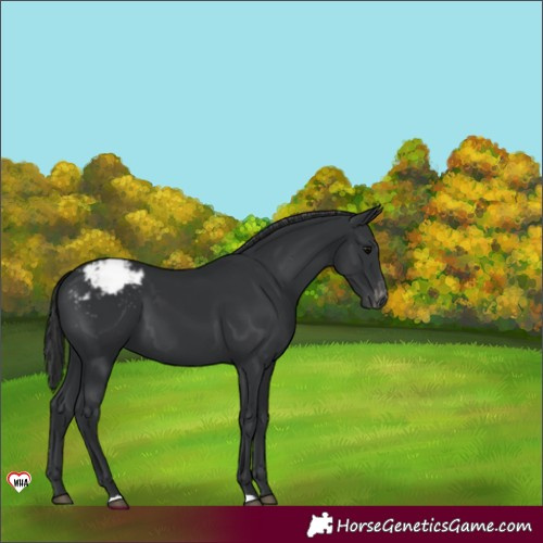 Horse Color:Black Appaloosa 