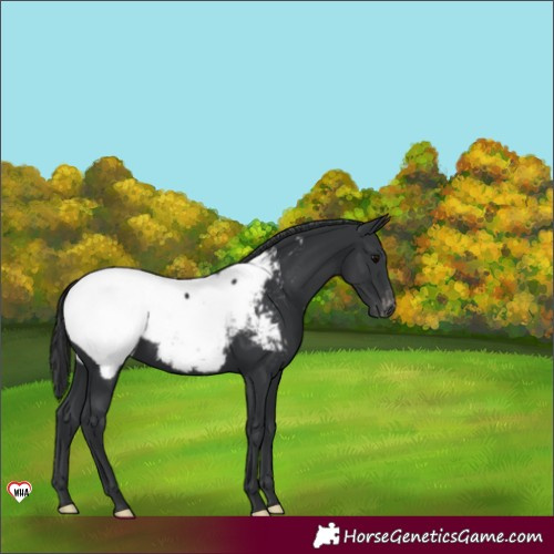 Horse Color:Black Snowcap 