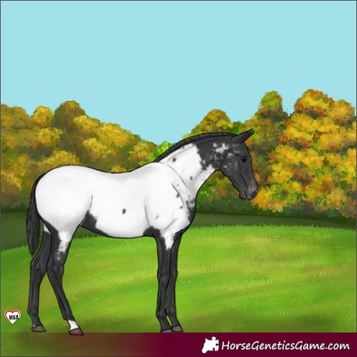 Horse Color:Black Near Fewspot 