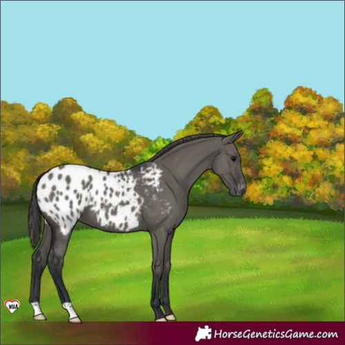 Horse Color:Grullo Blanket 