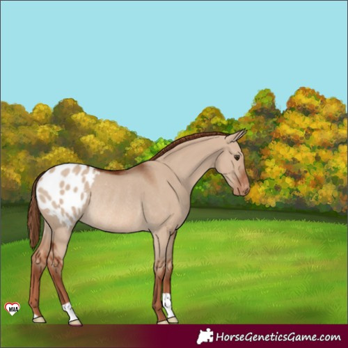 Horse Color:Red Dun Appaloosa Rabicano 
