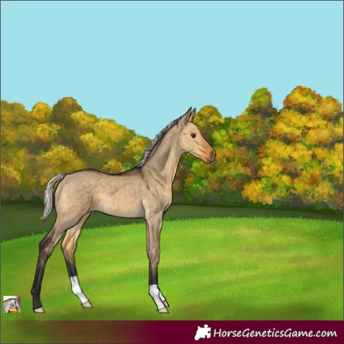 Horse Color:Silver Buckskin Dun 
