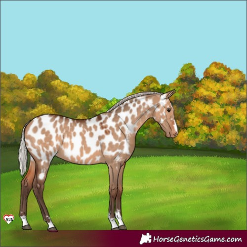 Horse Color:Silver Brown Dun Near Leopard 