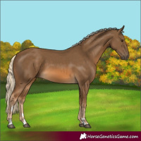 Horse Color:Chocolate Palomino 