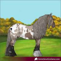 Horse Color:Liver Red Dun Mushroom Skewed Appaloosa and Liver Red Dun Mushroom Skewed Appaloosa