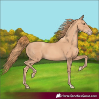 Horse Color:Gold Champagne