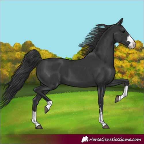 Horse Color:Black