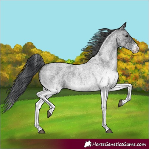 Horse Color:White Spotted Blue Roan 