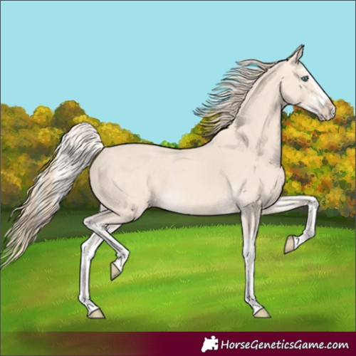 Horse Color:Cremello Splash  and Perlino Splash 