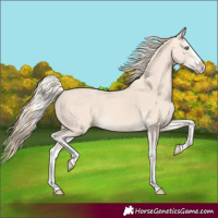 Horse Color:Cremello Splash  and Perlino Splash 