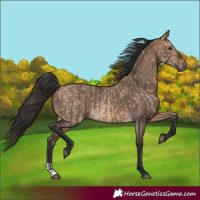 Horse Color:Bay Dun and Bay Dun
