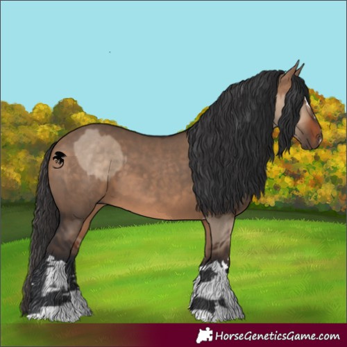 Horse Color:Bay Dun  and Bay Dun 