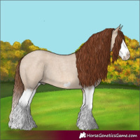 Horse Color:Red Dun Roan Splash Frame Rabicano 