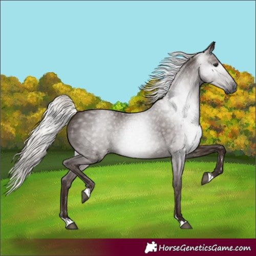 Horse Color:Gray Silver Black 