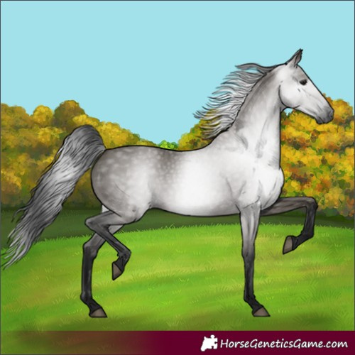 Horse Color:Gray Grullo 